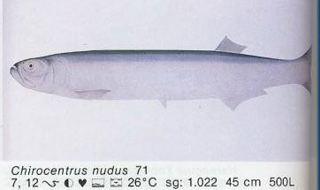 Chirocentrus nudus